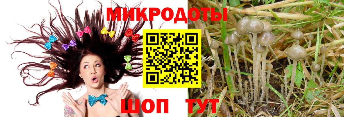 Псилоцибиновые грибы Psilocybe Пенза
